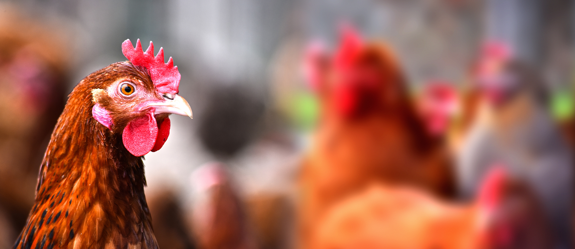 Tag_Post_Energy-saving product assists poultry farmers with impact of loadshedding